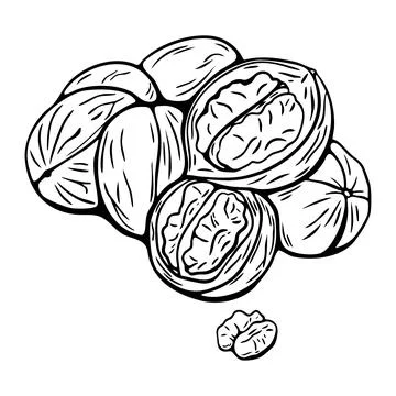 Walnut hand drawn vector sketch in black and white for coloring Stock Illustration