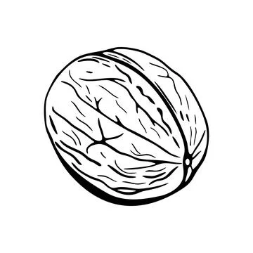 Walnut hand-drawn vector sketch for coloring Illustrazione stock
