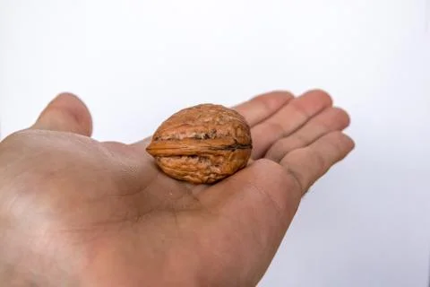 Walnut in Hand White Background Foto stock