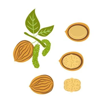 Walnut handdrawn vector illustration. Illustrazione stock