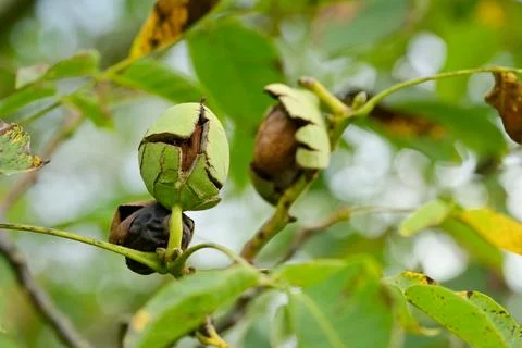 Walnut hanging from the branch of a walnut tree, in the green husk Stock Photos