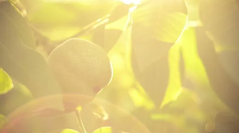 Walnut hanging on walnut tree in sun flares Stock Footage 62791902