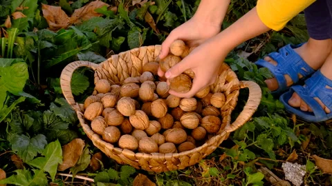 Walnut harvest in the garden. Selective focus. Video stock 256594277