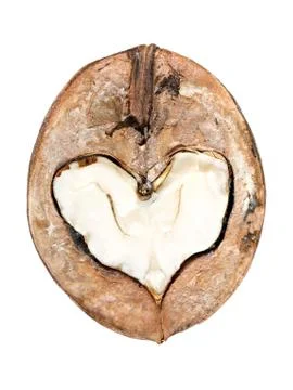 Walnut heart on the isolated background Stock Photos