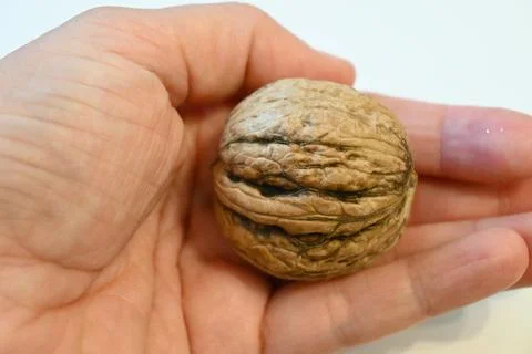 Walnut held in a hand Stockfoto's