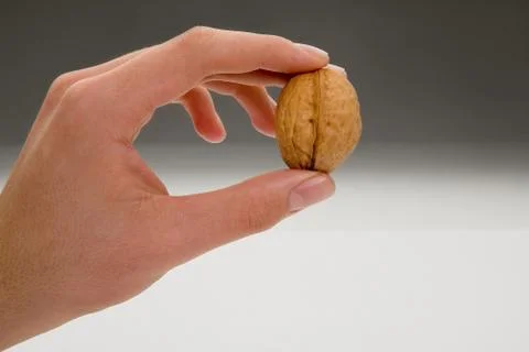 Walnut hold between fingers Stock Photos