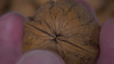 Walnut in human hands Stock Footage 257887852