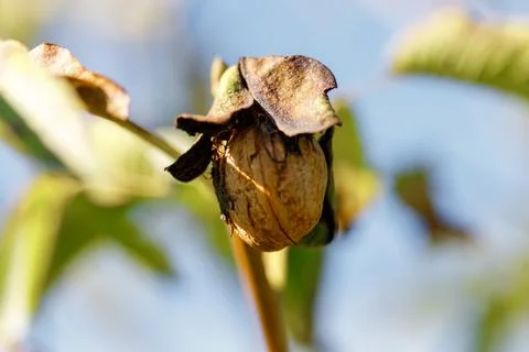 Walnut with Husk Stock Photos