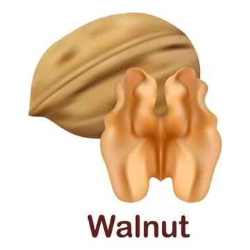 Walnut icon, realistic style Stock Illustration