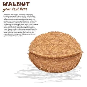 Walnut Stock Illustration