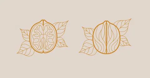 Walnut illustrations with leaves beige Stock Illustration