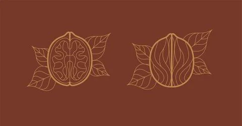 Walnut illustrations with leaves dark red Stock Illustration