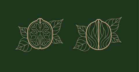 Walnut illustrations with leaves green Stock Illustration