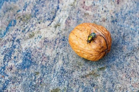 A walnut with iridescent fly on textured shell closeup. Stock Photos