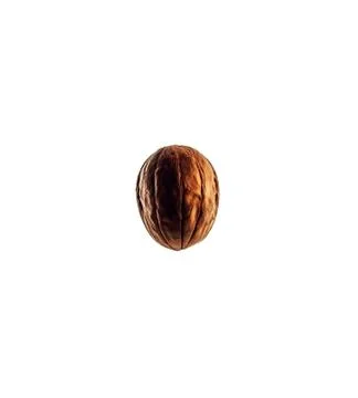 Walnut isolate 写真素材