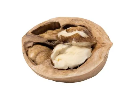Walnut isolated. Nut kernel on white background. Stock Photos