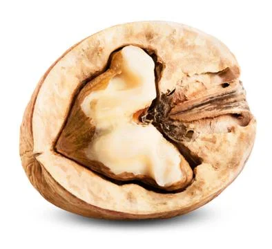 Walnut isolated Stock Photos