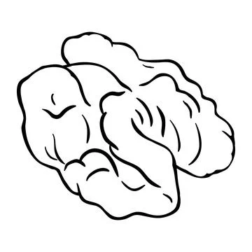 Walnut Isolated Vector Outline Illustration Stock Illustration