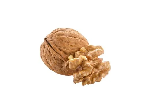 Walnut isolated. Walnuts kernel Stock Photos