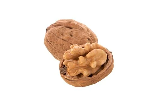 Walnut isolated. Walnuts kernel Stock Photos