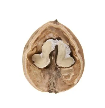 Walnut isolated on white background Stock Photos