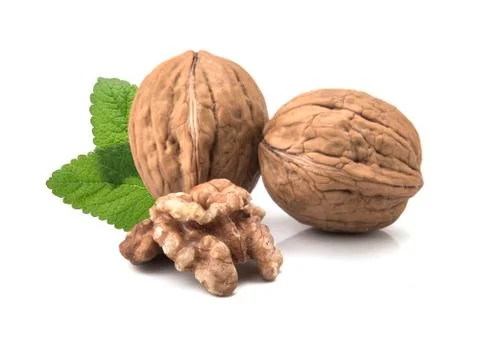 Walnut isolated on white background. Фото