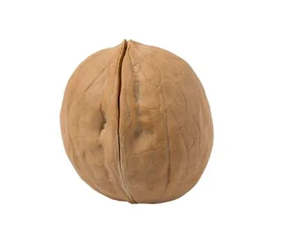 Walnut isolated on a white background. Stock Photos