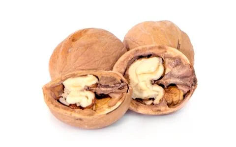 Walnut isolated on a white background. Stock Photos