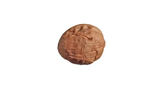 Walnut isolated on white background 库存照片
