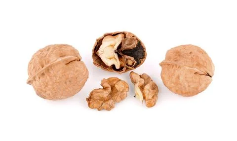 Walnut isolated on a white background. Stock Photos