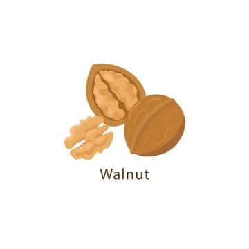 Walnut isolated on white background vector illustration in flat design. Stock Illustration