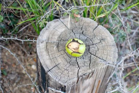 Walnut with it's husk on a cutted tree trunk. Stock Photos