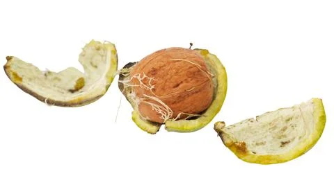 A walnut with its husk split open, revealing the brown nut inside. The gree.. Stock Photos