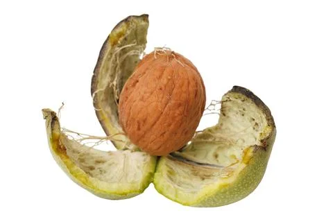 A walnut with its husk split open, revealing the brown nut inside. The gree.. Stock Photos