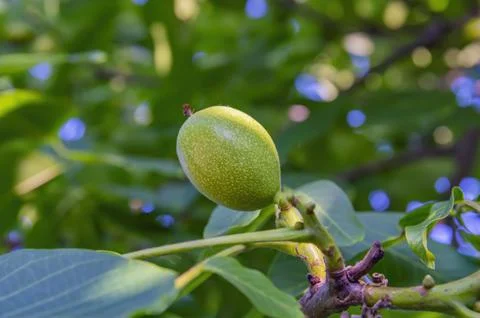 A walnut in its shell on a branch with green leaves. Stock Photos