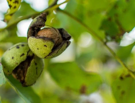 A walnut in its shell on a tree just ripe Stock Photos