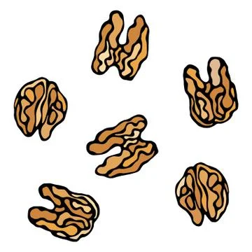 Walnut Kernel. Healthy Snack. Fresh Farm Market Harvest Product. Vegetarian F Stock-Illustration
