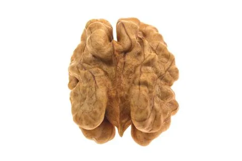 Walnut Kernel isolated on white background Stock Photos