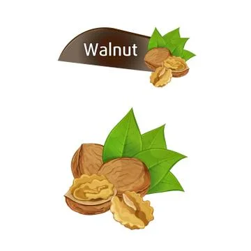 Walnut kernel in nutshell with leaves set Stock Illustration