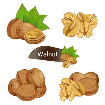 Walnut kernel in nutshell with leaves set Stock Illustration