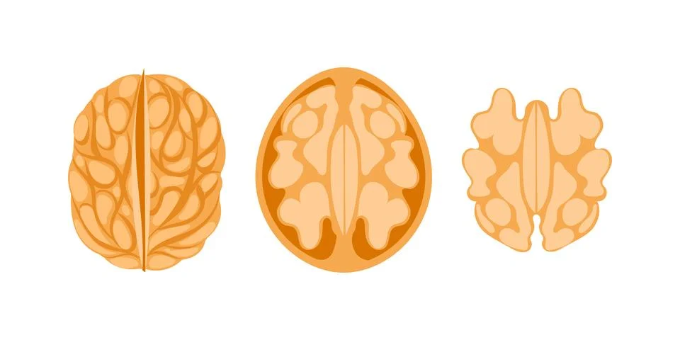Walnut Kernel Showing Three Different Viewpoints on White Background Stock-Illustration