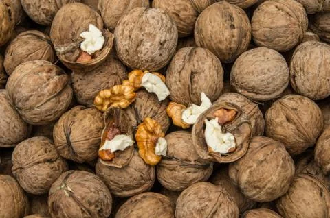 Walnut kernels and whole walnuts. Stock Photos