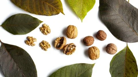 Walnut kernels half and whole with walnut tree leaf isolated on white backgro Stock Photos