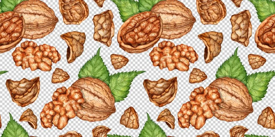 Walnut kernels shell and leaves in watercolor Stock Illustration