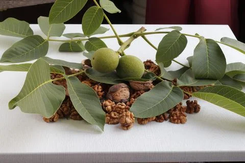 Walnut kernels, walnut fruit, green branch with fruits on the table. Stock Photos