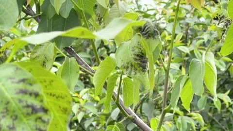 Walnut leaf blight symptoms, bacterial infection close-up 库存影片 336304270