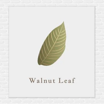 Walnut leaf Stock Illustration