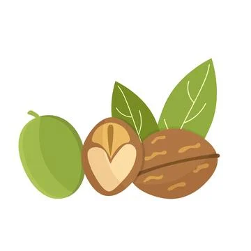 Walnut with leaf, isolated on white, flat design Stock Illustration