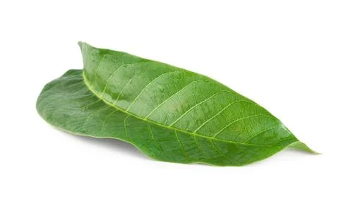Walnut leaf Stock Photos