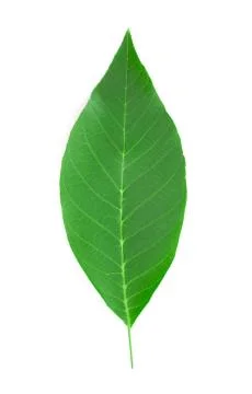 Walnut leaf. 스톡 사진